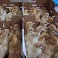 جوجه بوقلمون بیوتی