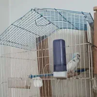 یک جفت مرغ عشق ،همراه قفس ولوازم