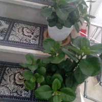 فروش 4 عدد گل قاشقی