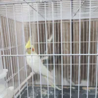 عروس هلندی لوتینونر وماده و جوجه همه با هم ۳میلیون