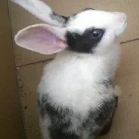 بچه خرگوش