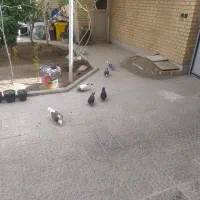 فروش کبوتر
