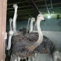 شترمرغ|حیوانات مزرعه|قزوین, |دیوار