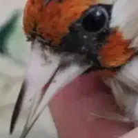 سره نرچهارعدد