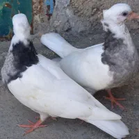 کبوتر طوقی بدون غلط