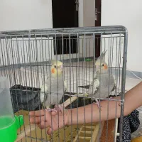 عروس هلندی.
