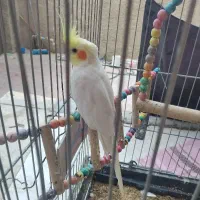 ۳عددعروس هلندی گم شده۲عددسفیدولیمویی یه عددخاکستری