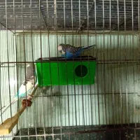 مرغ عشق|پرنده|کرمانشاه, |دیوار