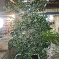 یاس هلندی یک جفت ارتفاع ۲۴۰cm با گلدان