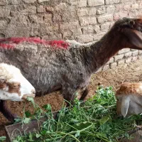 چهار راس میش هم کشتار هم پروار