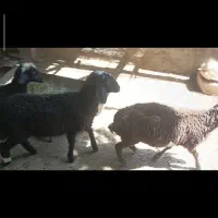 بره نر سبک