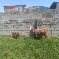 بز پاکستانی درشت با بزغاله نر جنس