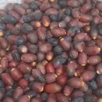 فروش خارک  خنیزی