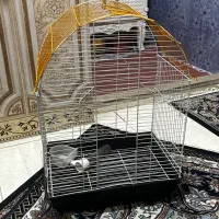قفس عروس هلندی