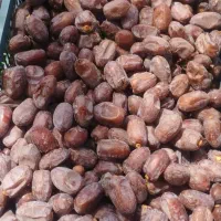 خرما|خوردنی و آشامیدنی|کرمان, |دیوار