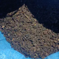 کشمش گله آفتابی