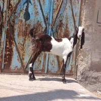 بز افقانی درجه یک جوان شکم اول ابستن 3ماه