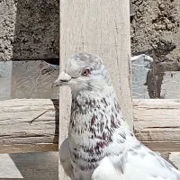 کبوتر نر پرشی