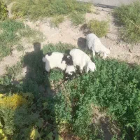 بره
