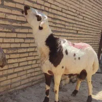 قوچ‌ اصیل بروجردی