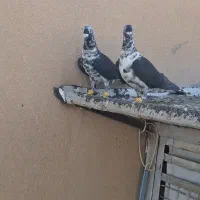 کفتر