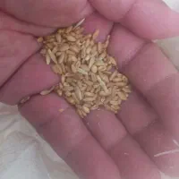 یک کیسه گندم تمیز