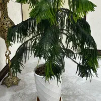 گل طبیعی کاج مطبق
