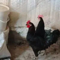 دو عدد خروس مشکی پر کلاغی