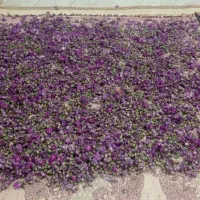 گل محمدی|گل و گیاه طبیعی|دزپارت, |دیوار