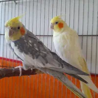 عروس هلندی مولد