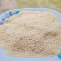 فروش برنج هاشمی ۱۰ کیلو