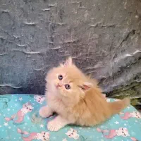 نگهداری گربه های کوچک