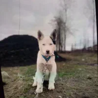 نیازمند سگ نگهبان