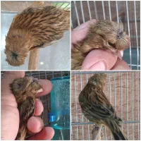 جوجه قناری سوخته سرخ یک وجبی