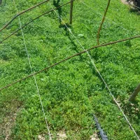 نشا گوجه رقم کارون وسسی