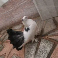 کفتر دم چتری نر معاوضه