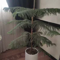 گل کاج مطبق