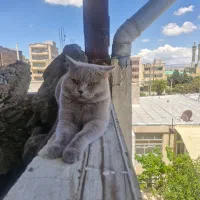 اسکاتیش بریتیش نر