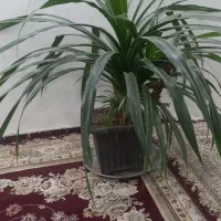 فروش گل سرحال