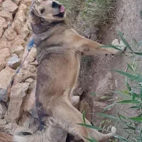 واگذار سگ عراقی