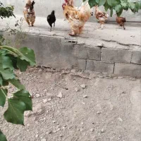 مرغ برهما و گلین لری