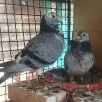 کبوتر گوره