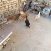 فروش ۳عدد مرغ و یک عدد خروس