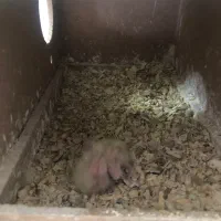 عروس هلندی مولد همراه با دو جوجه