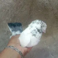 چند تا کبوتر