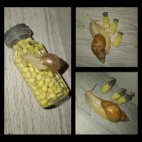 خاویار حلزون