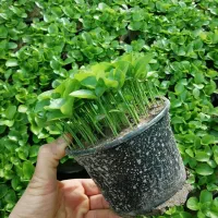 پیش فروش سبزه بهار نارنج