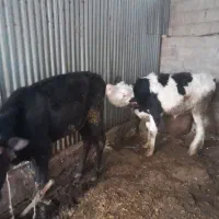 ‌دو‌عدد‌گاو‌‌‌‌‌‌‌‌‌‌‌ نر