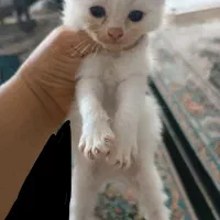 گربه|گربه|گرگان, |دیوار