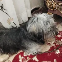 سگ پاپی شتینزو